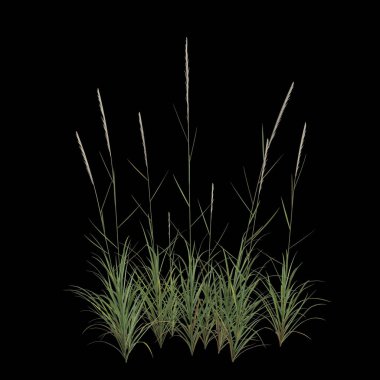 Kara arkaplanda izole edilmiş miscanthus purpurascens çalılığının 3D çizimi