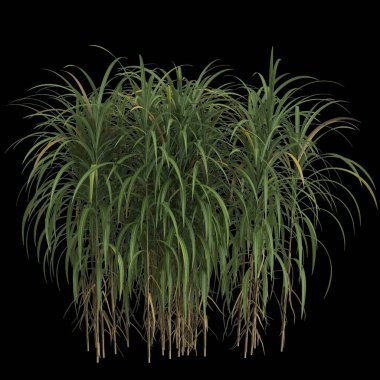 Miscanthus Giganteus çalısının siyah arkaplanda izole edilmiş 3D çizimi