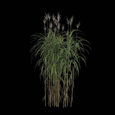 Miscanthus Giganteus çalısının siyah arkaplanda izole edilmiş 3D çizimi