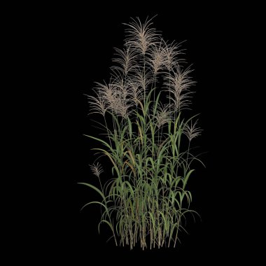 Miscanthus Giganteus çalısının siyah arkaplanda izole edilmiş 3D çizimi