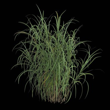 Miscanthus floridulus çalısının siyah arkaplanda izole edilmiş 3D çizimi