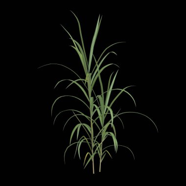 Miscanthus floridulus çalısının siyah arkaplanda izole edilmiş 3D çizimi