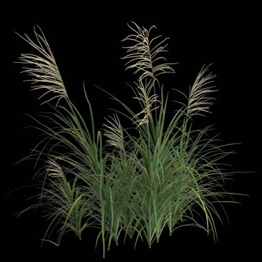 Siyah arkaplanda izole edilmiş miscanthus çalısının 3D çizimi