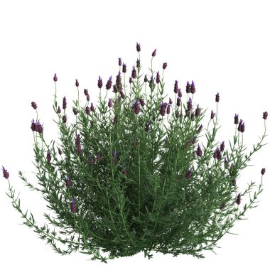 Miscanthus floridulus çalısının siyah arkaplanda izole edilmiş 3D çizimi