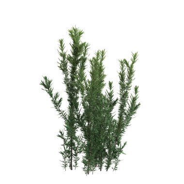 Miscanthus floridulus çalısının siyah arkaplanda izole edilmiş 3D çizimi