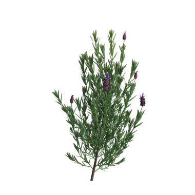 Miscanthus floridulus çalısının siyah arkaplanda izole edilmiş 3D çizimi