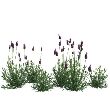 Miscanthus floridulus çalısının siyah arkaplanda izole edilmiş 3D çizimi