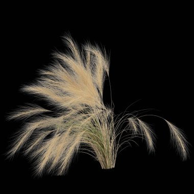 Nassella 'nın siyah arka planda izole edilmiş üç boyutlu çizimi