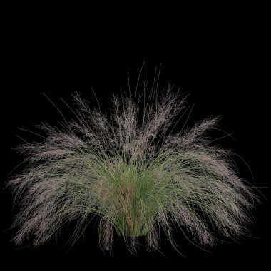 3d illustration of muhly bush isolated on black background clipart