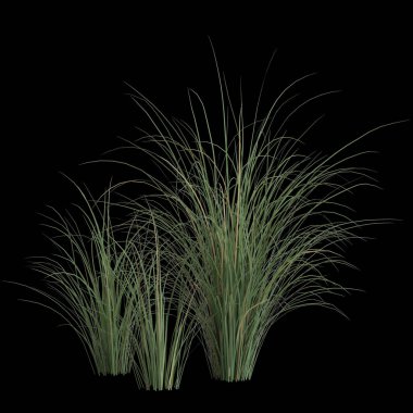 Siyah arkaplanda izole edilmiş miscanthus sinensis çalılığının 3D çizimi