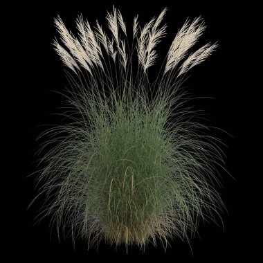 Siyah arkaplanda izole edilmiş miscanthus sinensis çalılığının 3D çizimi
