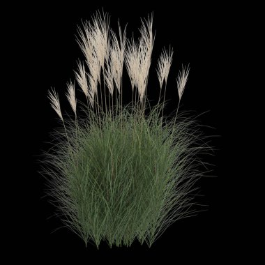 Siyah arkaplanda izole edilmiş miscanthus sinensis çalılığının 3D çizimi