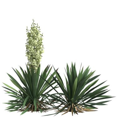 Yucca flaccida 'nın 3 boyutlu resmi siyah arkaplanda izole edildi