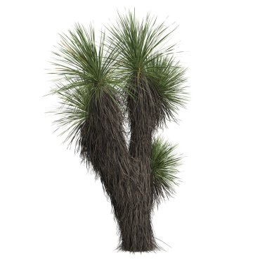 Beyaz arkaplanda 3 boyutlu yucca elata görüntüsü izole edildi