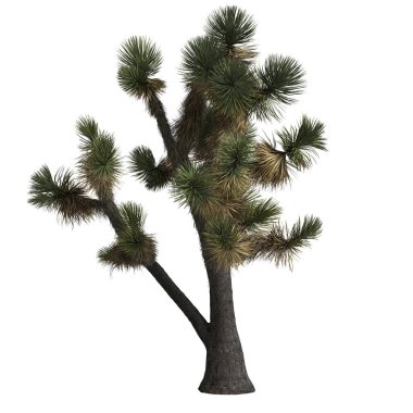 Beyaz arkaplanda yucca desipiens izole 3d illüstrasyon