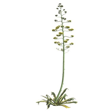Beyaz arka planda izole edilmiş agave americana çalılarının 3D çizimi
