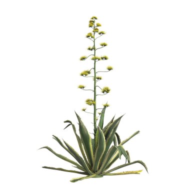 Beyaz arka planda izole edilmiş agave americana çalılarının 3D çizimi