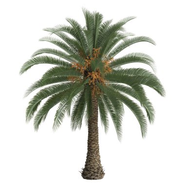 Phoenix Canariensis palmiyesinin beyaz arka planda izole edilmiş 3D çizimi
