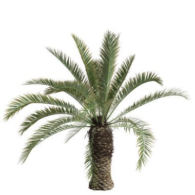 Phoenix Canariensis palmiyesinin beyaz arka planda izole edilmiş 3D çizimi