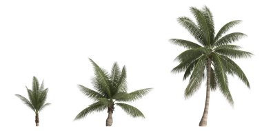 Beyaz arkaplanda izole edilmiş Cocos nucifera palmiyesinin 3d illüstrasyonu