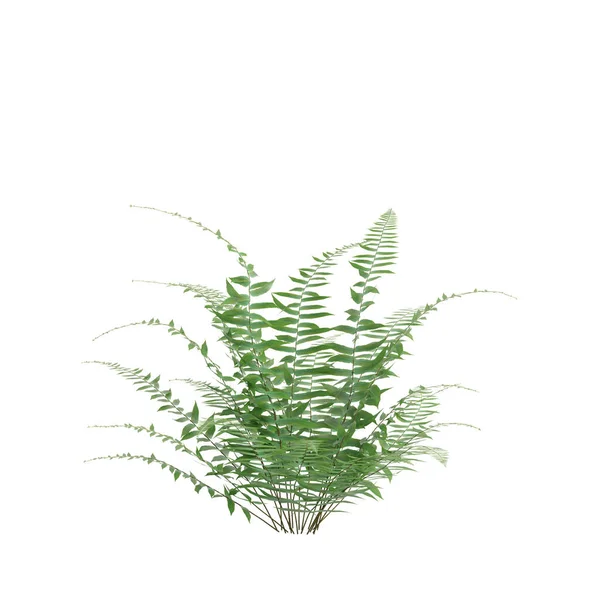 Ilustração Samambaia Arbusto Isolado Fundo Branco — Fotografia de Stock