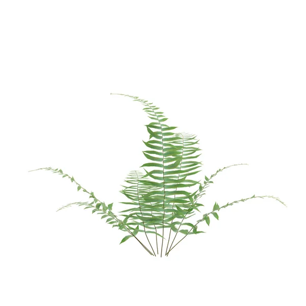 白色背景下孤立的蕨树3D图解 — 图库照片