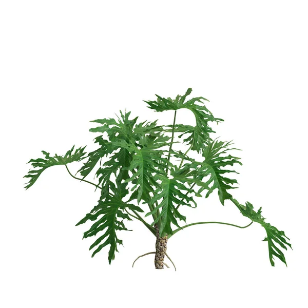 Illustration Philodendron Xanadu Bush Isolerad Vit Bakgrund — Stockfoto