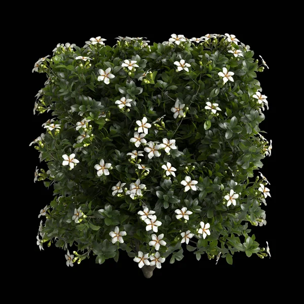 Ilustração Gardenia Augusta Arbusto Isolado Fundo Preto — Fotografia de Stock