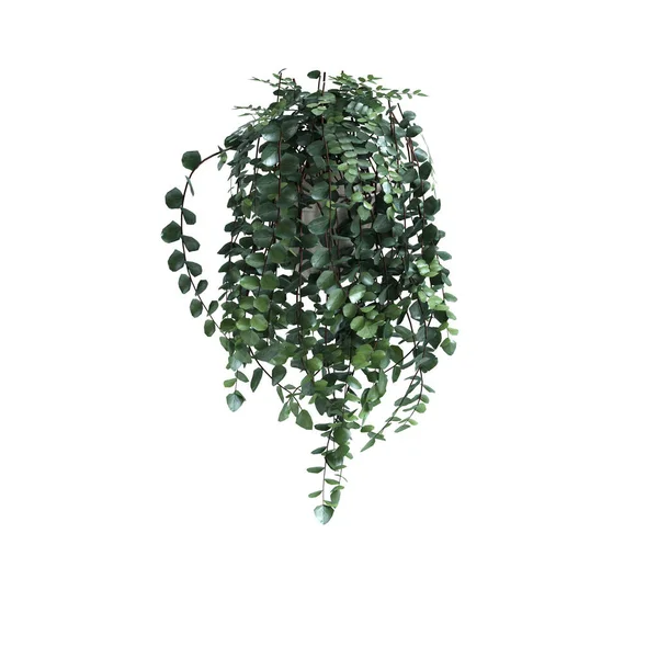 白底龙纹植物的3D图解 — 图库照片