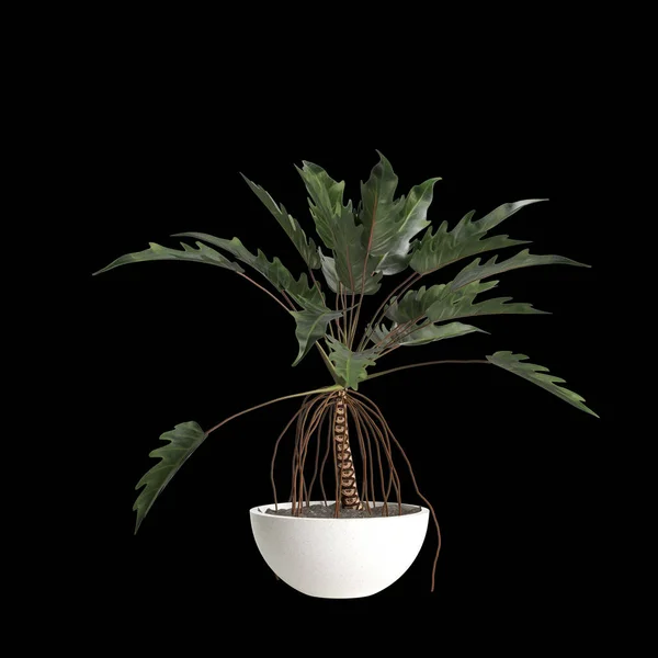 基于黑色背景的室内植物3D图解 — 图库照片
