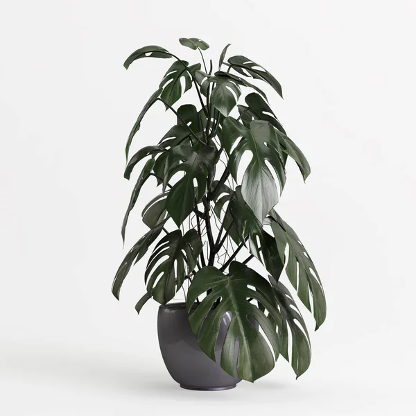 Illustration Der Zimmerpflanze Isoliert Auf Weißem Hintergrund — Stockfoto