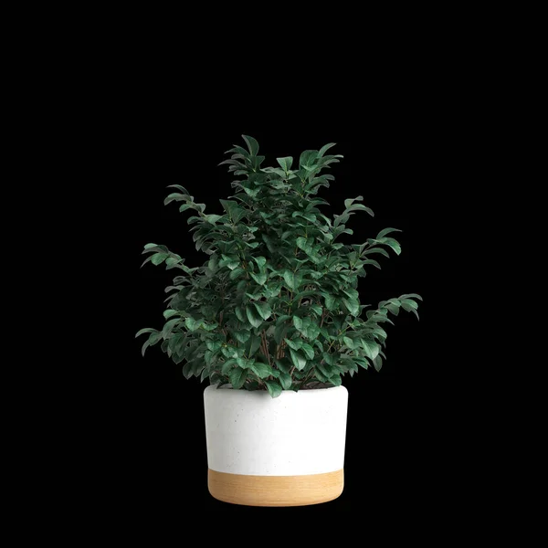 Illustration Der Zimmerpflanze Isoliert Auf Schwarzem Hintergrund — Stockfoto