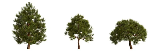 Illustration Set Pinus Mugo Tree Isolated White Background — Stockfoto