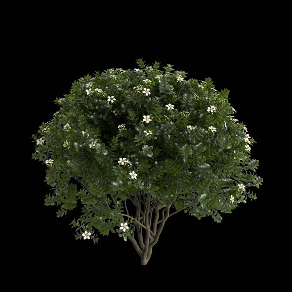 Ilustración Gardenia Augusta Arbusto Aislado Sobre Fondo Negro — Foto de Stock