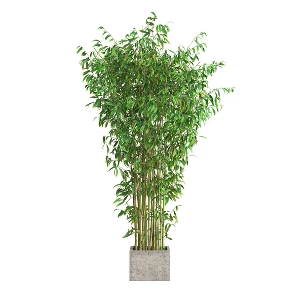 Трехмерная Иллюстрация Бамбукового Дерева Белом Фоне — стоковое фото
