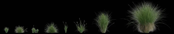 Siyah Arka Planda Izole Edilmiş Carex Appressa Otunun Çizimi — Stok fotoğraf