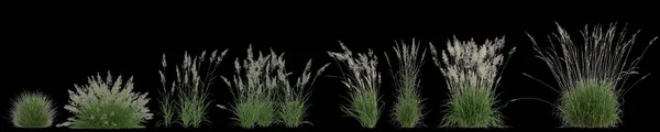Ilustración Conjunto Calamagrostis Arundinacea Hierba Aislada Sobre Fondo Negro —  Fotos de Stock