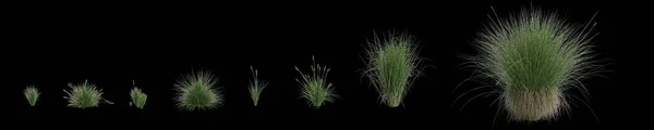 Ilustración Set Carex Appressa Hierba Aislada Sobre Fondo Negro Ángulo —  Fotos de Stock