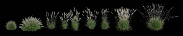 Ilustración Conjunto Calamagrostis Arundinacea Hierba Aislada Sobre Fondo Negro Ángulo —  Fotos de Stock