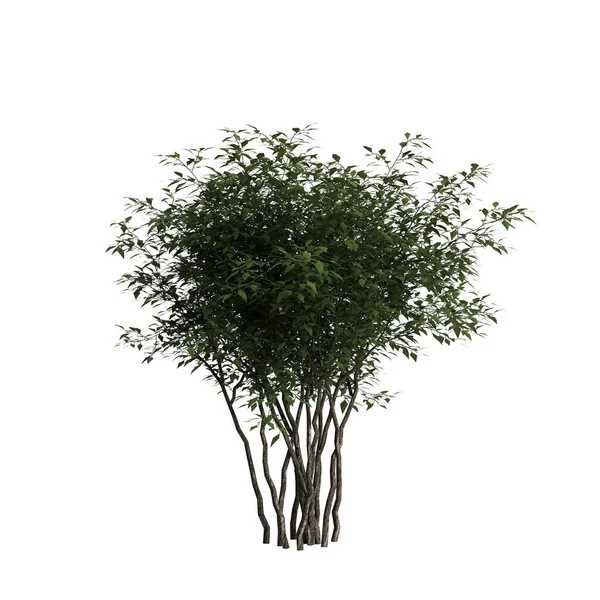 3D在白色背景上隔离的灌木的图解 — 图库照片