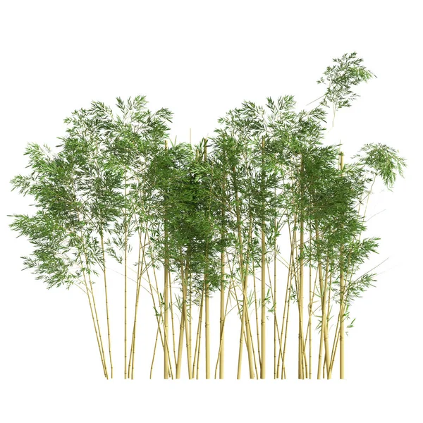 Трехмерная Иллюстрация Бамбукового Дерева Белом Фоне — стоковое фото