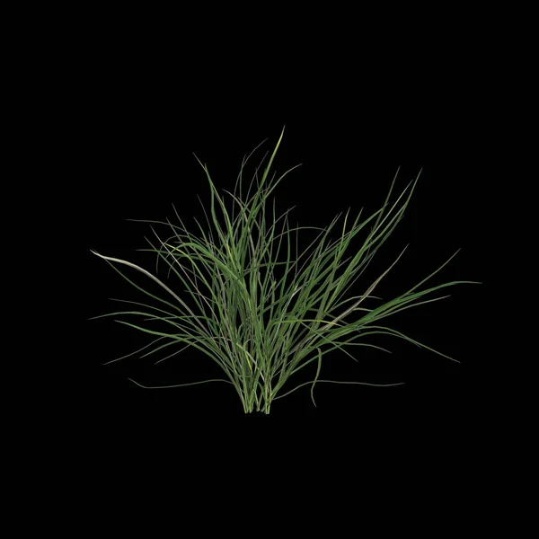 Stock image 3d illustration of festuca gautieri bush isolated on black background