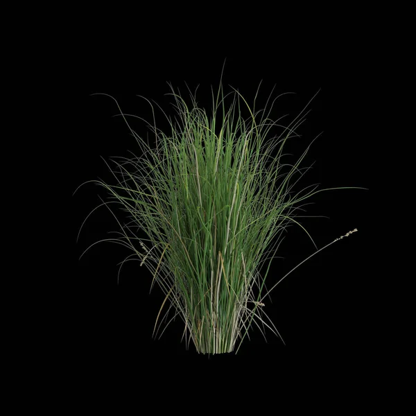 Απεικόνιση Του Carex Appressa Θάμνος Απομονώνονται Μαύρο Φόντο — Φωτογραφία Αρχείου