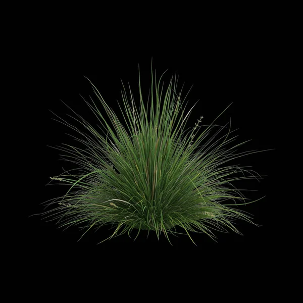 Ilustrace Carex Appressa Keře Izolované Černém Pozadí — Stock fotografie