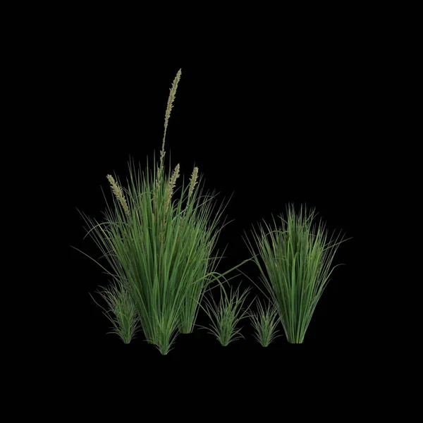 Ilustrasi Dari Semak Carex Appressa Diisolasi Pada Latar Belakang Hitam — Stok Foto