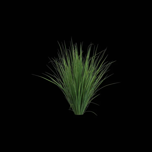 stock image 3d illustration of carex appressa bush isolated on black background