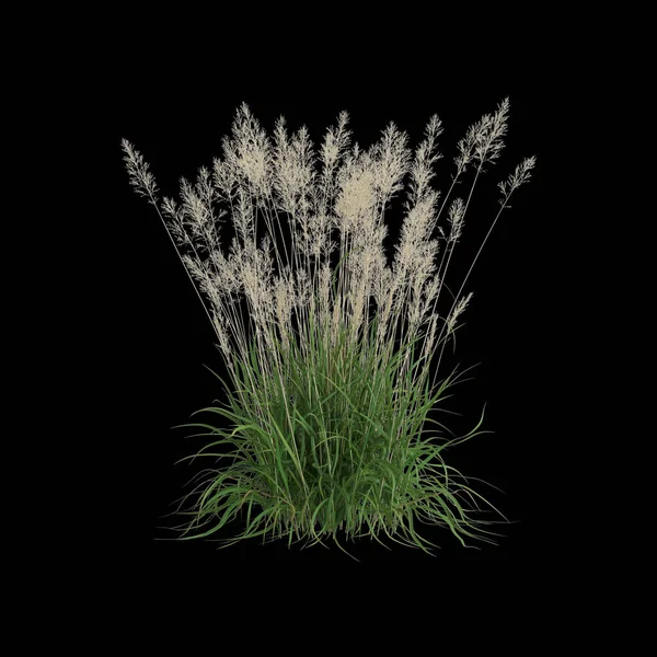 stock image 3d illustration of calamagrostis arundinacea bush isolated on black background