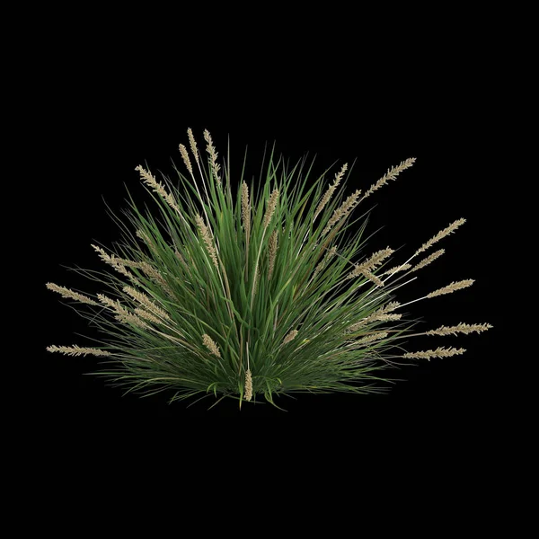 Illustration Carex Appressa Bush Isolerad Svart Bakgrund — Stockfoto