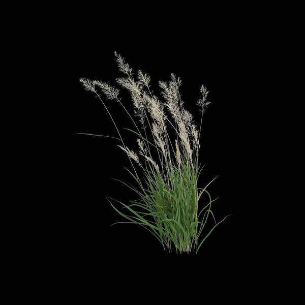 黑色背景下孤立的天冬菊灌木的3D实例 — 图库照片