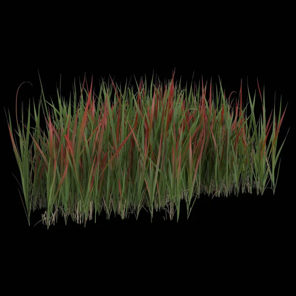 Illustration Imperata Grass Isolated Black Background — Stock Photo, Image